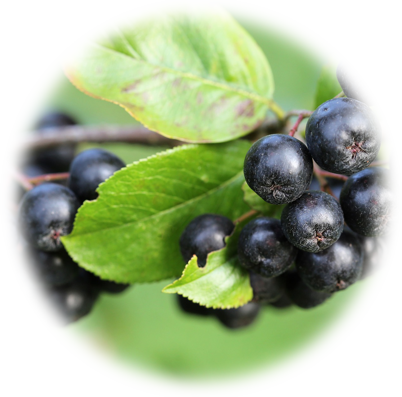 aronia